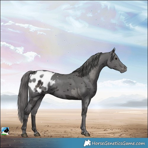 Horse Color:Smoky Black Merle Blanket