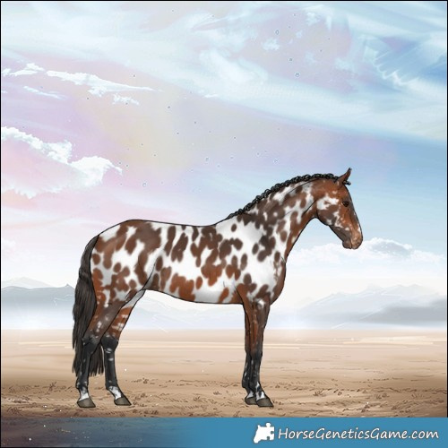 Horse Color:Bay Near Leopard Rabicano