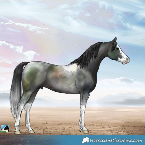 Horse Color:Platinum Brown Splash Tobiano Rabicano