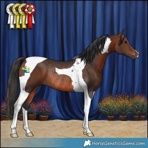 Horse Color:Brown Tobiano Rabicano 