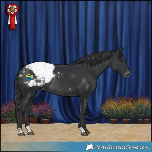 Horse Color:Black Appaloosa Rabicano 