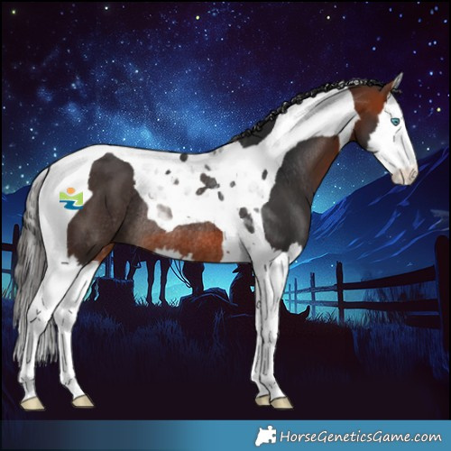 Horse Color:Bay Splash Tobiano Rabicano 