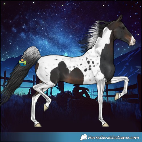Horse Color:Bay Tobiano