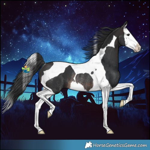 Horse Color:Brown Splash Tobiano Rabicano