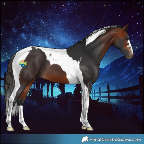 Horse Color:Bay Tobiano 