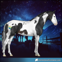 Horse Color:Brown Splash Tobiano 