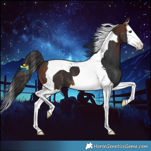 Horse Color:Bay Splash Tobiano 