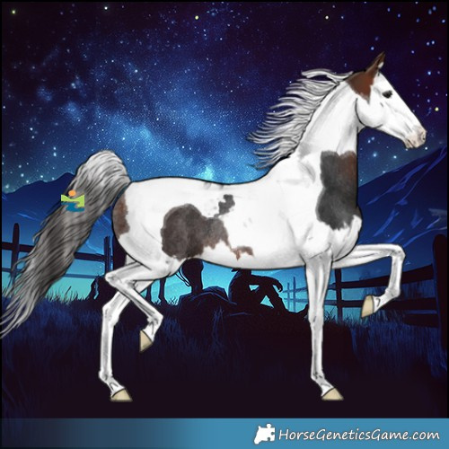 Horse Color:Bay Splash Tobiano Rabicano 