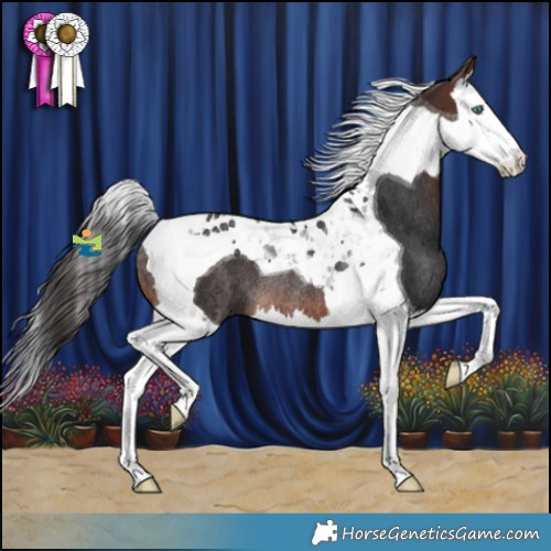 Horse Color:Brown Splash Tobiano Rabicano