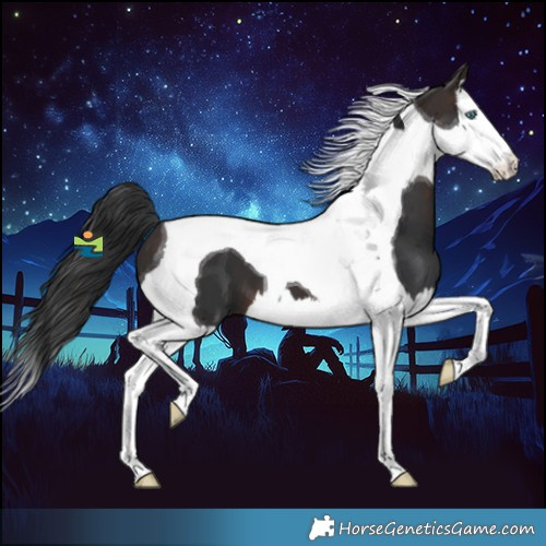 Horse Color:Brown Splash Tobiano 