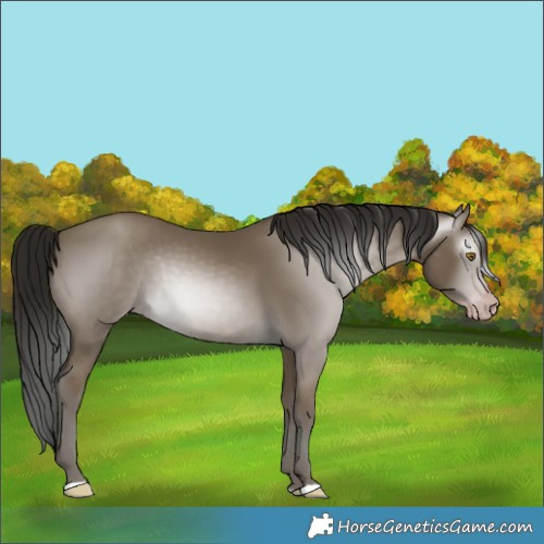 Horse Color:Gray Classic Cream Champagne 