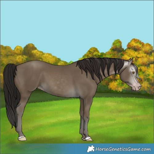 Horse Color:Gray Classic Cream Champagne