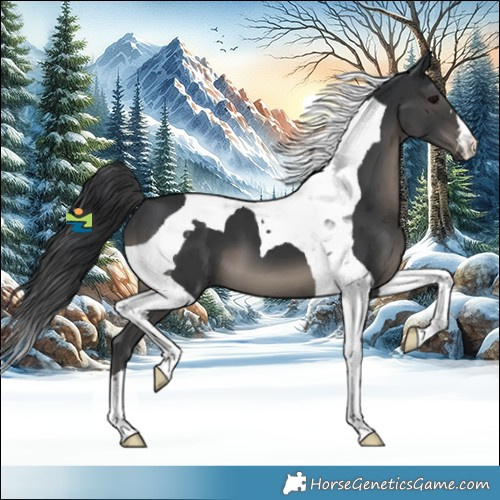 Horse Color:Black Tobiano 