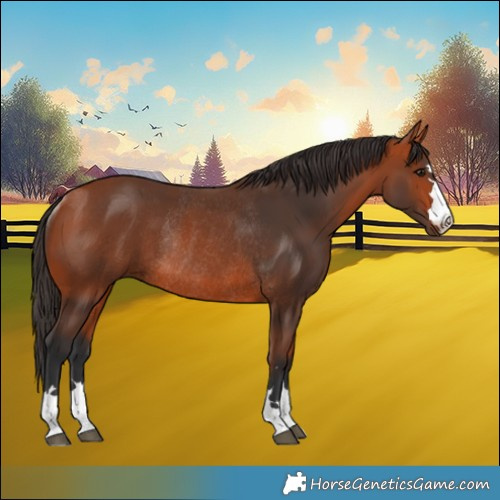 Horse Color:Bay Rabicano