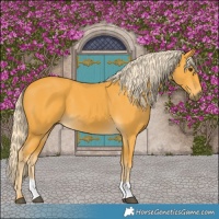 Horse Color:Palomino