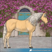 Horse Color:Palomino 