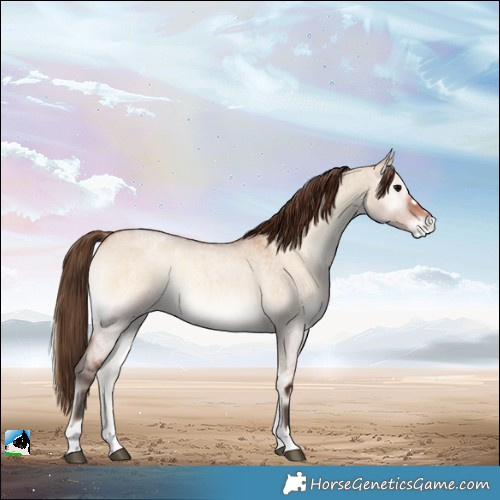 Horse Color:Bay Roan Onyx Appaloosa 