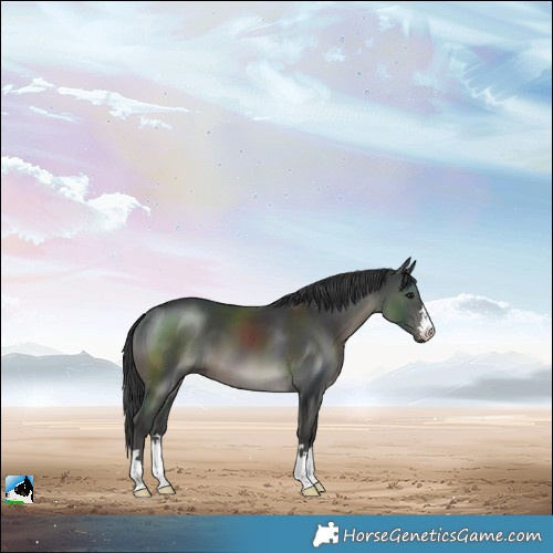 Horse Color:Black 