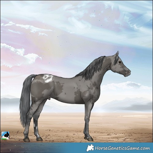 Horse Color:Grullo Merle Varnish