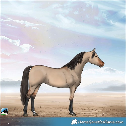 Horse Color:Bay Dun 