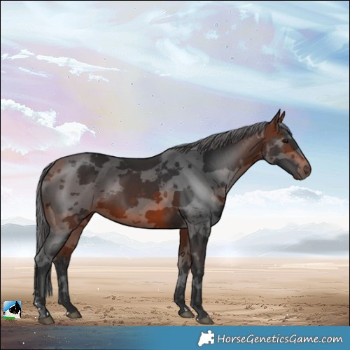 Horse Color:Bay Merle 