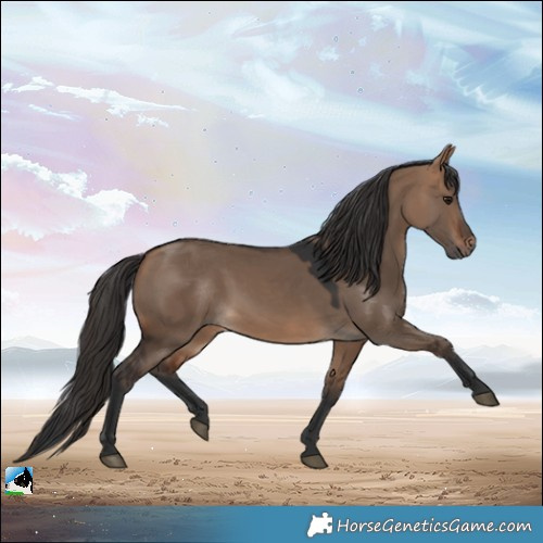 Horse Color:Bay Dun 