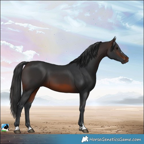Horse Color:Brown 