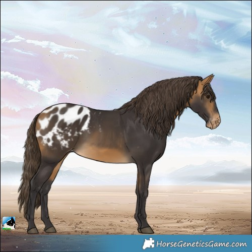 Horse Color:Buckskin Blanket 