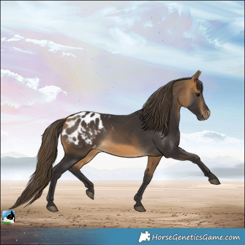 Horse Color:Buckskin Appaloosa 
