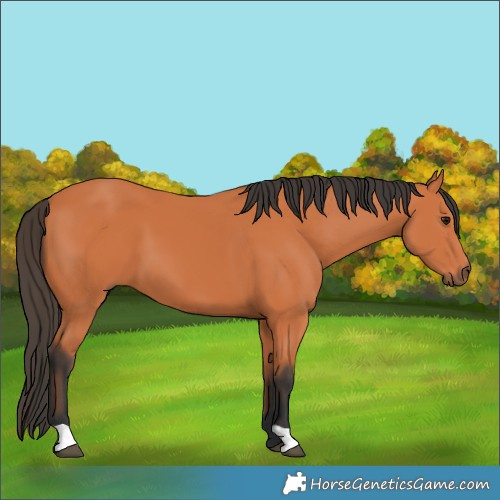 Horse Color:Bay 