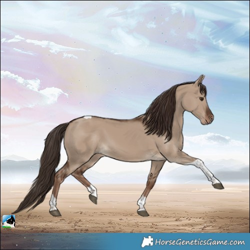 Horse Color:Liver Red Dun Tobiano 