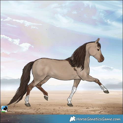 Horse Color:Liver Red Dun Tobiano