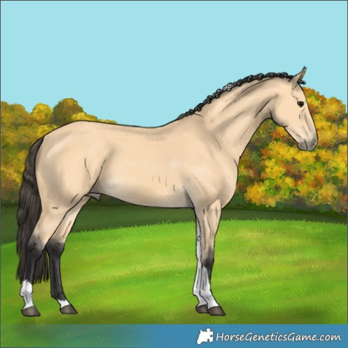 Horse Color:Buckskin Tobiano 
