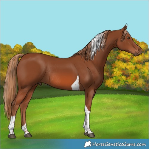 Horse Color:Chestnut Tobiano Rabicano 