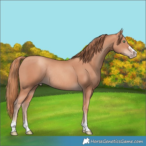 Horse Color:Gold Champagne Rabicano 