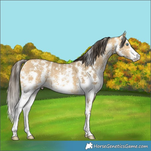 Horse Color:Amber Cream Champagne Sabino Rabicano 