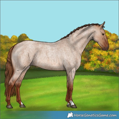 Horse Color:Red Dun Roan 