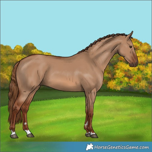 Horse Color:Red Dun 