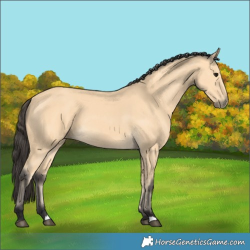Horse Color:Buckskin 