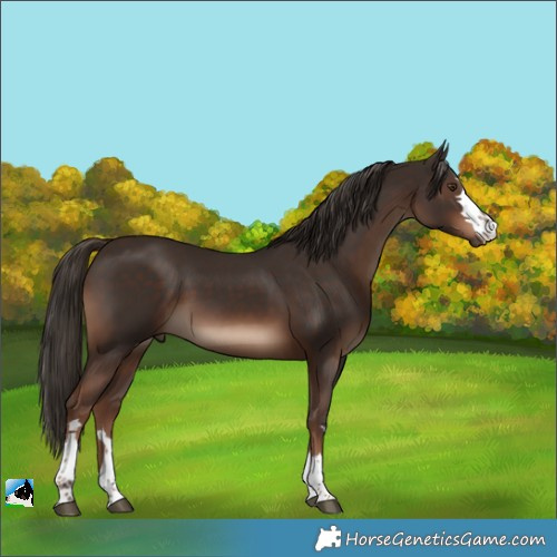 Horse Color:Liver Chestnut Rabicano