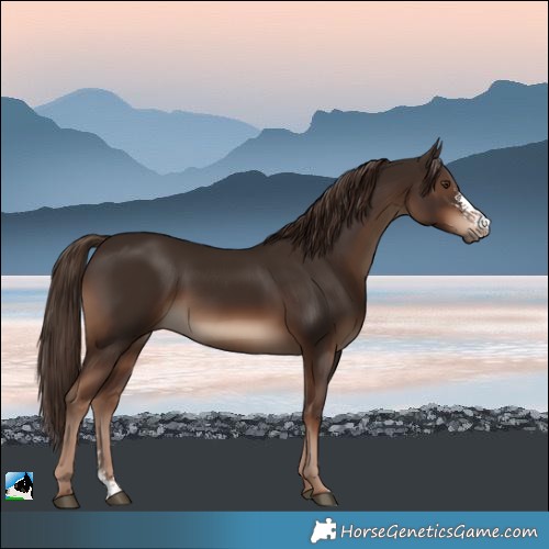 Horse Color:Liver Chestnut Sabino Rabicano 