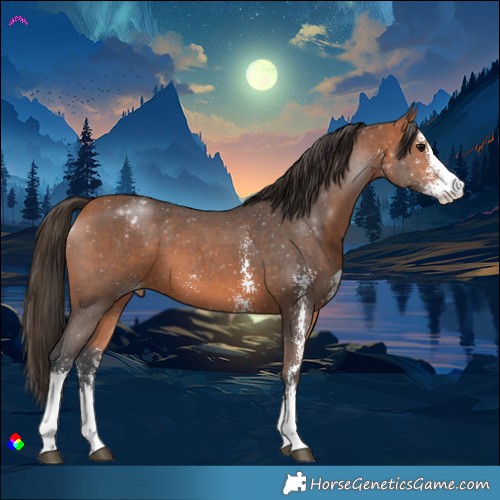 Horse Color:Bay Sabino Appaloosa