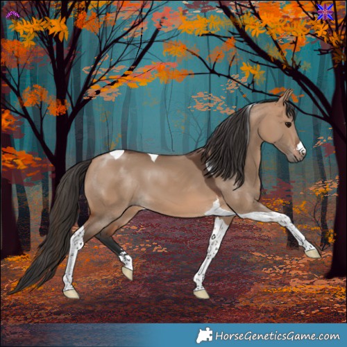 Horse Color:Bay Dun Tobiano 