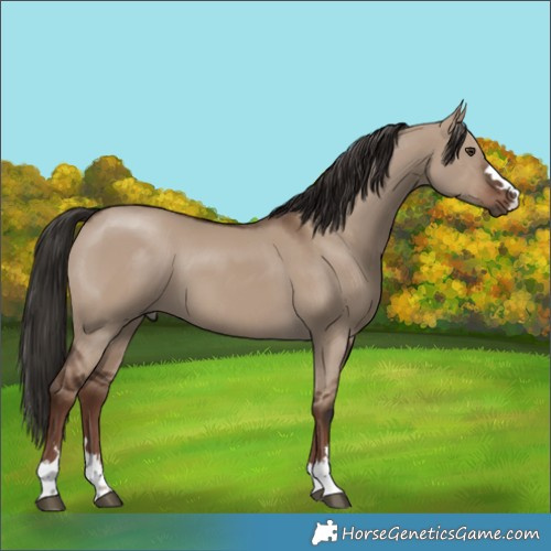 Horse Color:Liver Red Dun
