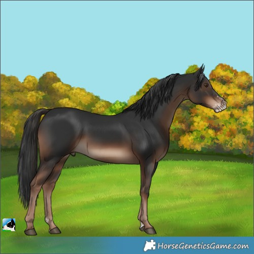 Horse Color:Liver Chestnut Sabino Rabicano 