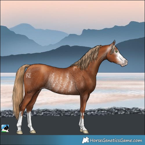 Horse Color:Gray Gold Champagne Rabicano