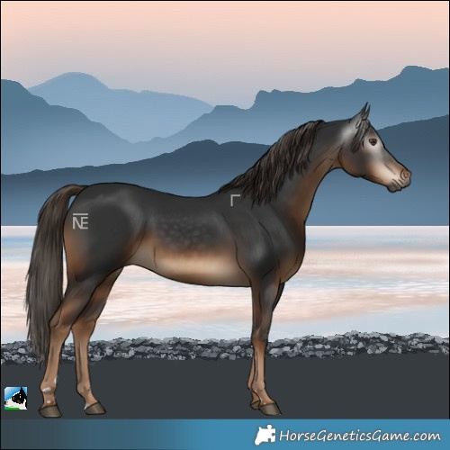 Horse Color:Gray Liver Chestnut Rabicano