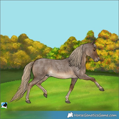 Horse Color:Gray Chocolate Palomino Roan Sabino Rabicano