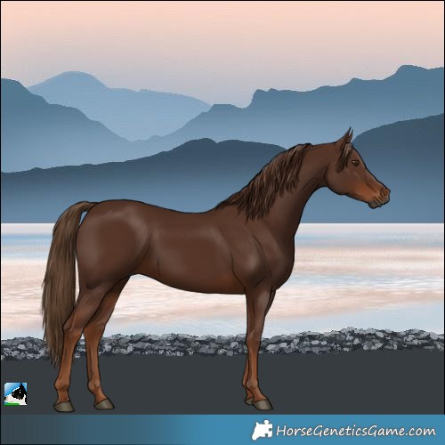 Horse Color:Gray Chestnut Rabicano