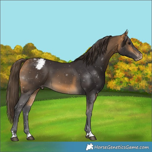 Horse Color:Buckskin Blanket